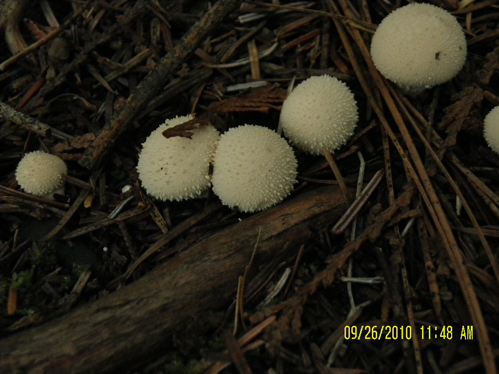 Small White Mushrooms
 Sam Owen Campground Hope Idaho