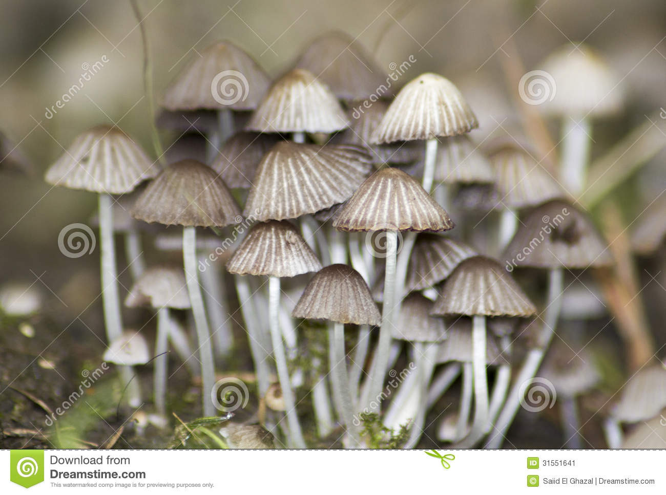 Small White Mushrooms
 White Wild Mushrooms stock image Image of mushrooms