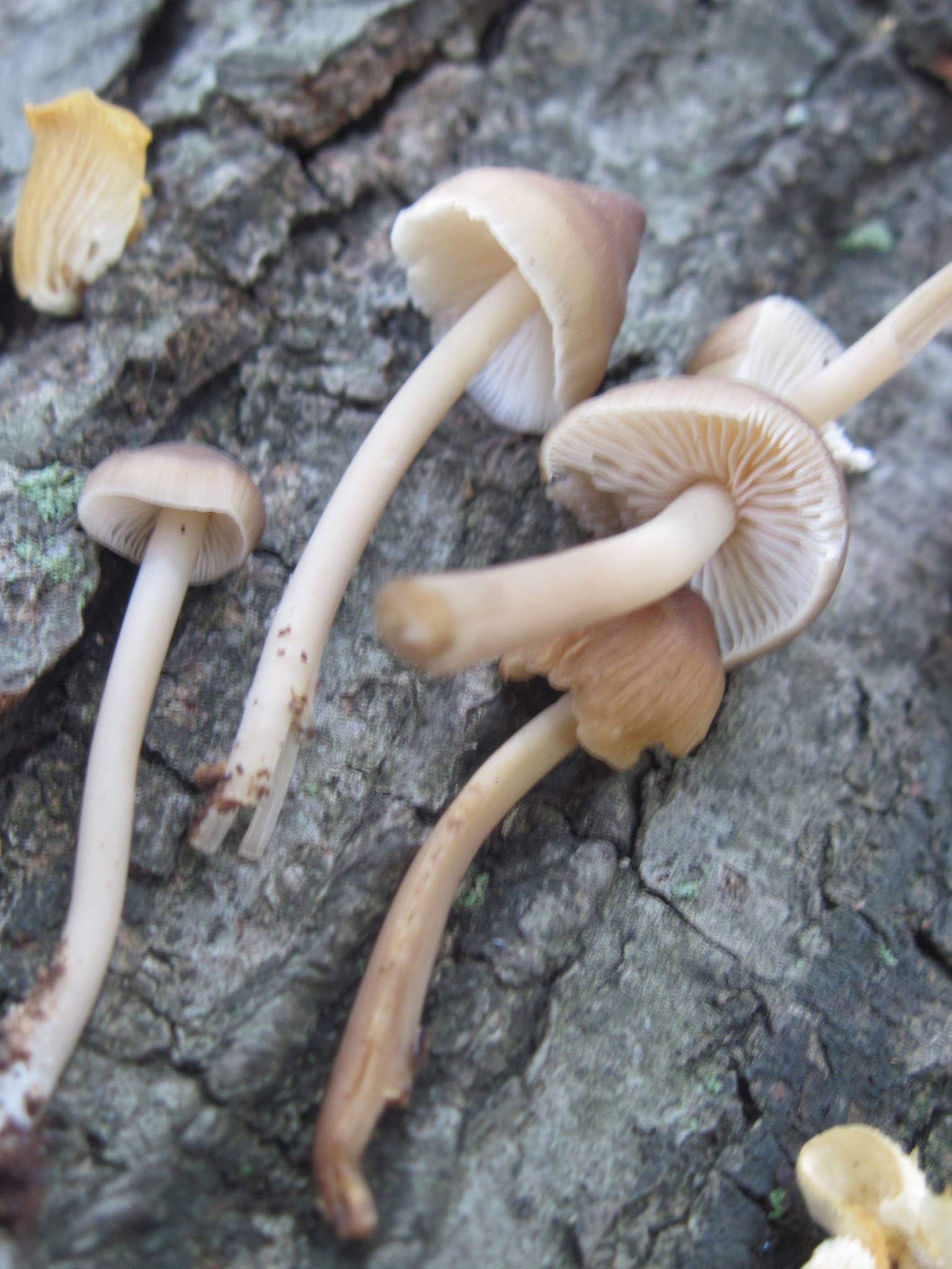 Small White Mushrooms
 Little Brown Mushrooms with White Spore prints Mushroom