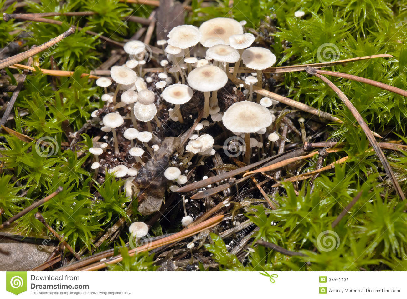 Small White Mushrooms
 Small White Mushrooms Stock Image Image