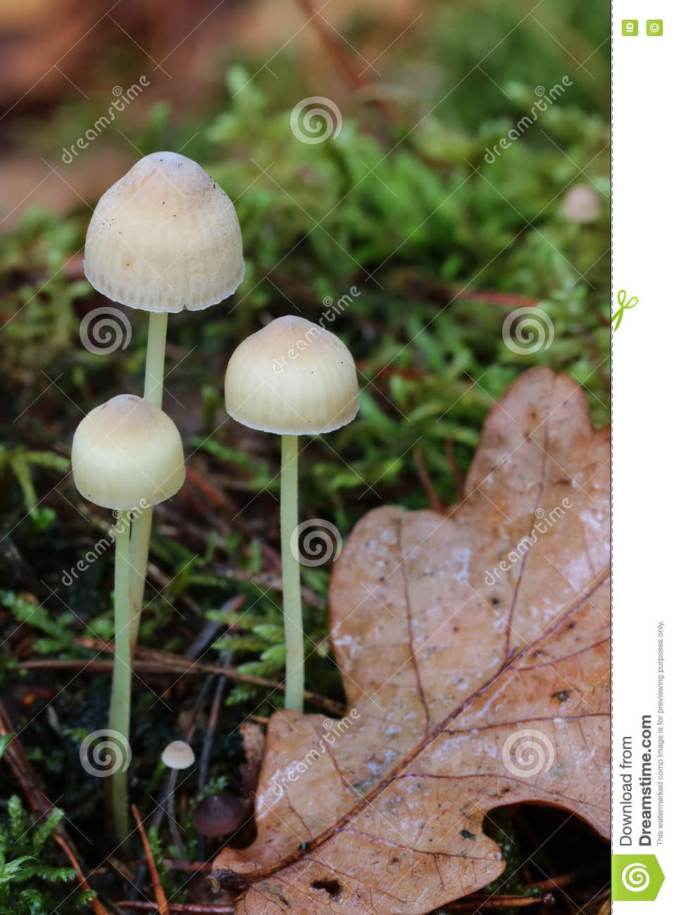 Small White Mushrooms
 A Triplet Small White Mushrooms To her Stock Image
