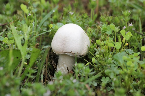 Small White Mushrooms
 Little White Mushroom Free Stock Public Domain