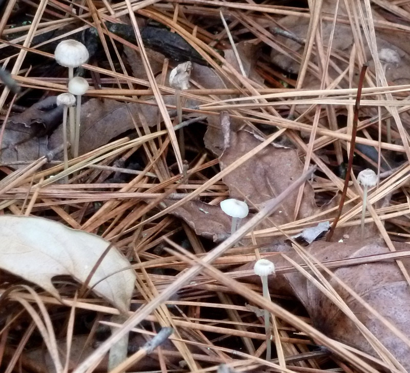 Small White Mushrooms
 little white mushrooms