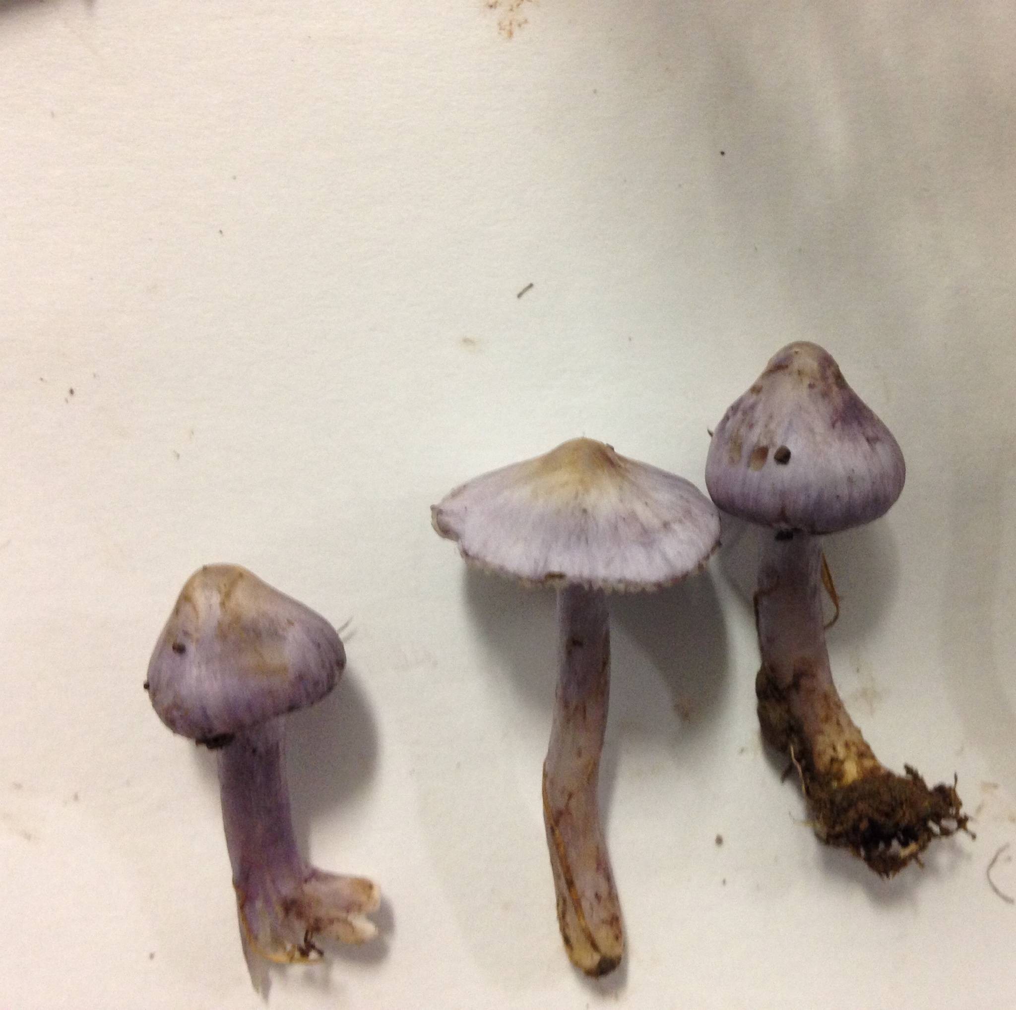Small White Mushrooms
 ID request PNW small white mushroom stained purple blue