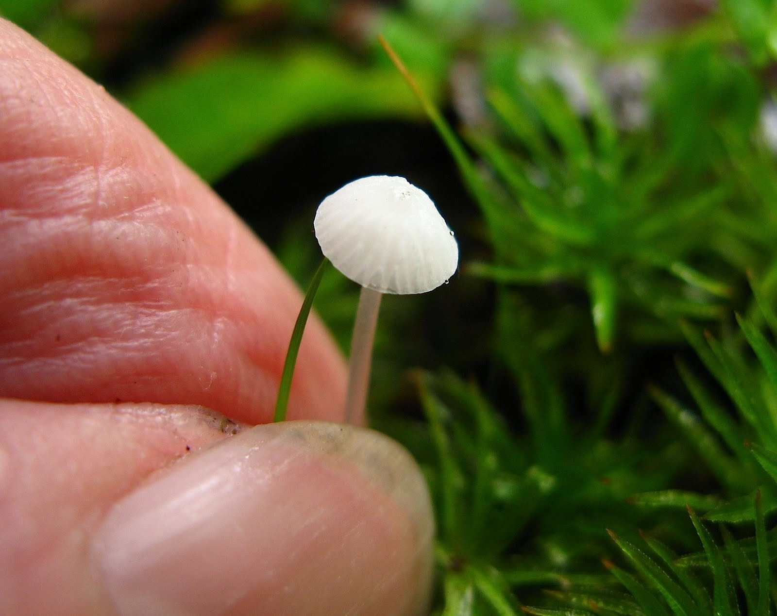 Small White Mushrooms
 Saratoga woods and waterways Rainy day Miscellany