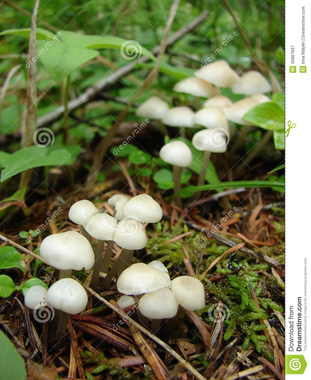 Small White Mushrooms
 White Mushrooms Royalty Free Stock graphy Image