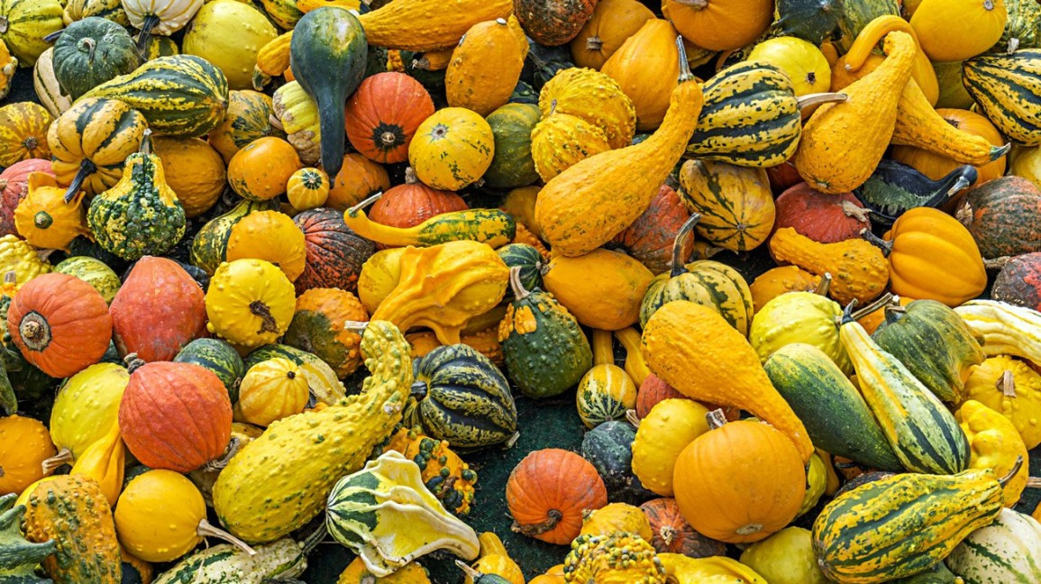 Squash Fruit Or Vegetable
 Is Squash a Fruit or Ve able