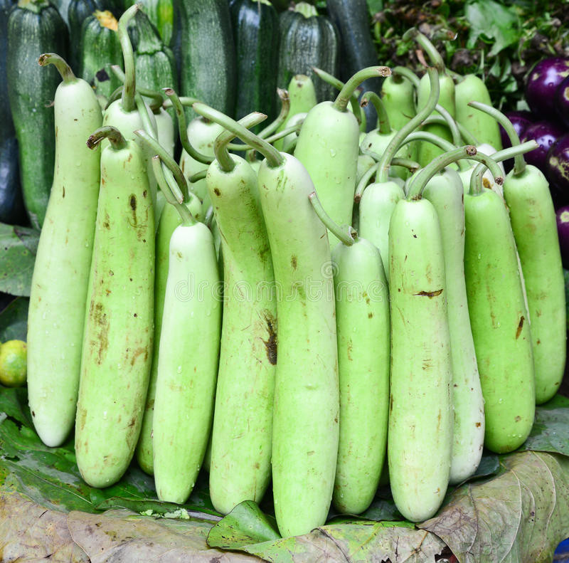 Squash Fruit Or Vegetable
 Indian Ve able bottle Gourd Stock Image Image of