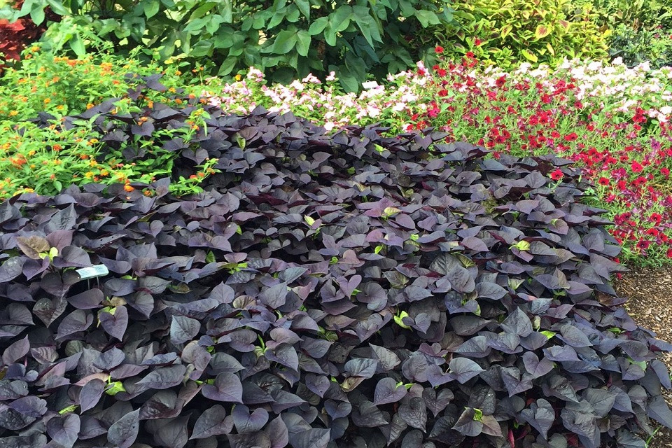 Sweet Potato Vine Plant
 Plant of the Month from the UT Gardens