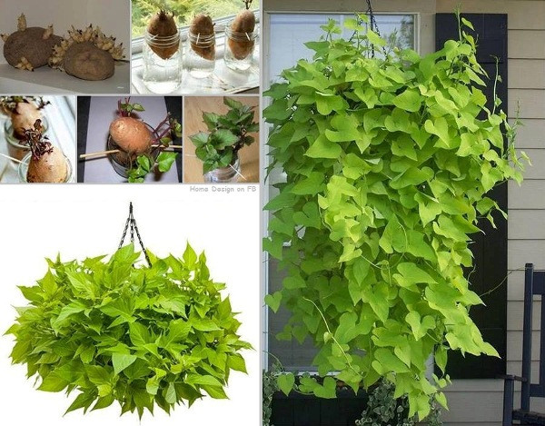 Sweet Potato Vine Plant
 Archive E How to Grow A Potato Vine Plant