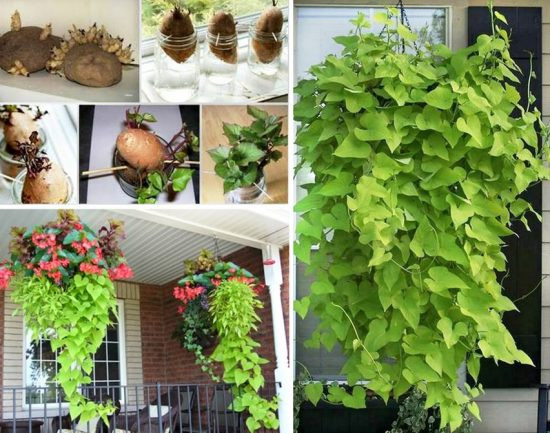 Sweet Potato Vine Plant
 How To Grow Sweet Potato Vines From Tubers Video