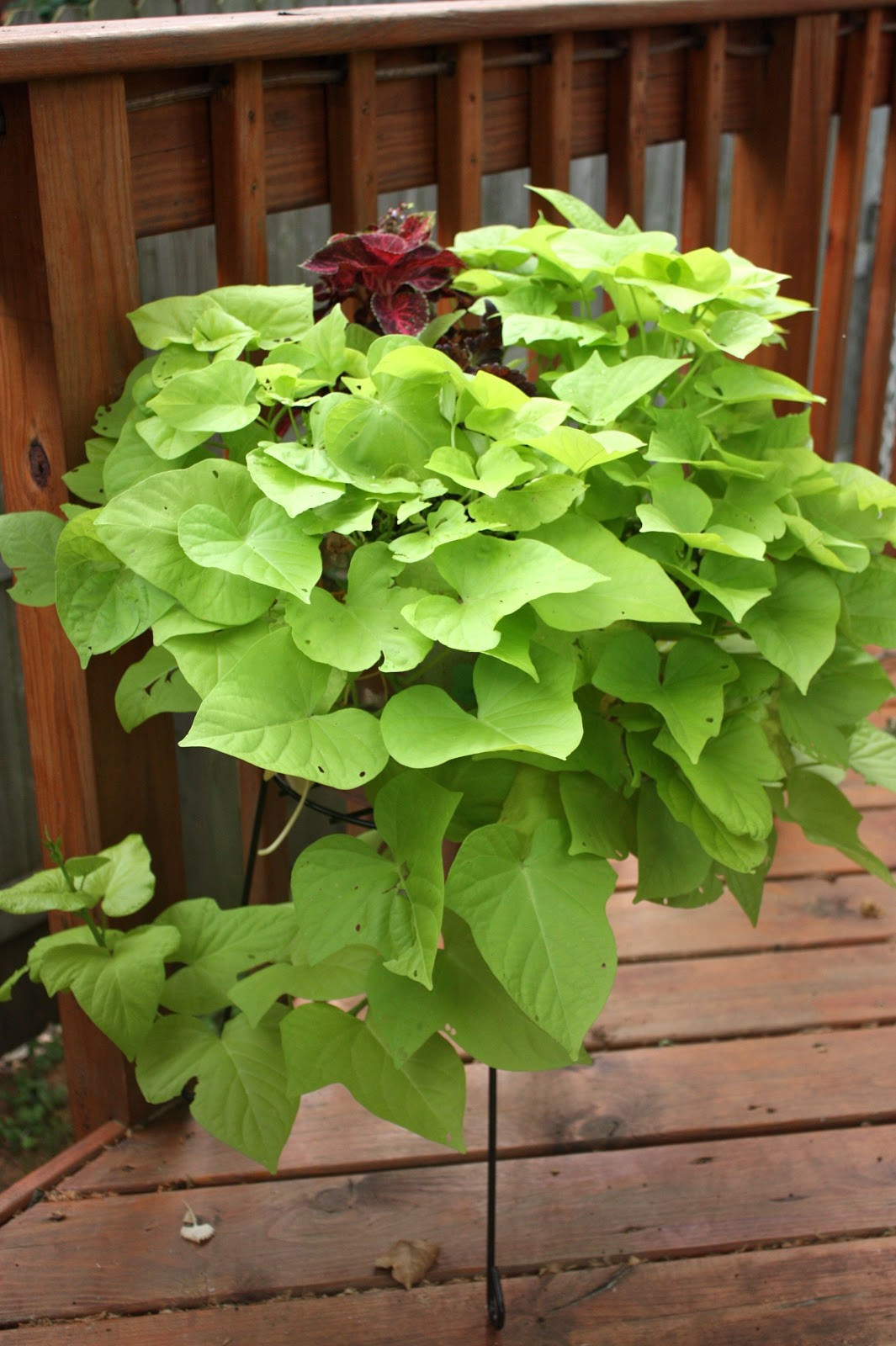 Sweet Potato Vine Plant
 The Edgy Gardener Blog July s Container Gardens