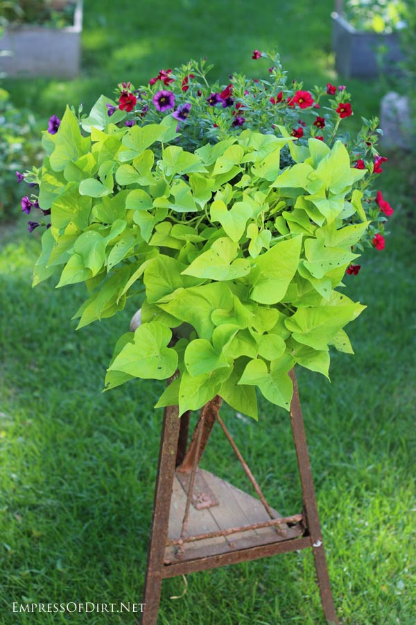 Sweet Potato Vine Plant
 How to Grow Sweet Potato Vine from Cuttings