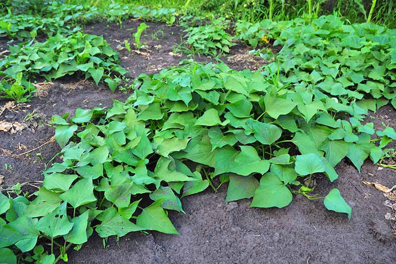Sweet Potato Vine Plant
 How to Grow Sweet Potatoes at Home