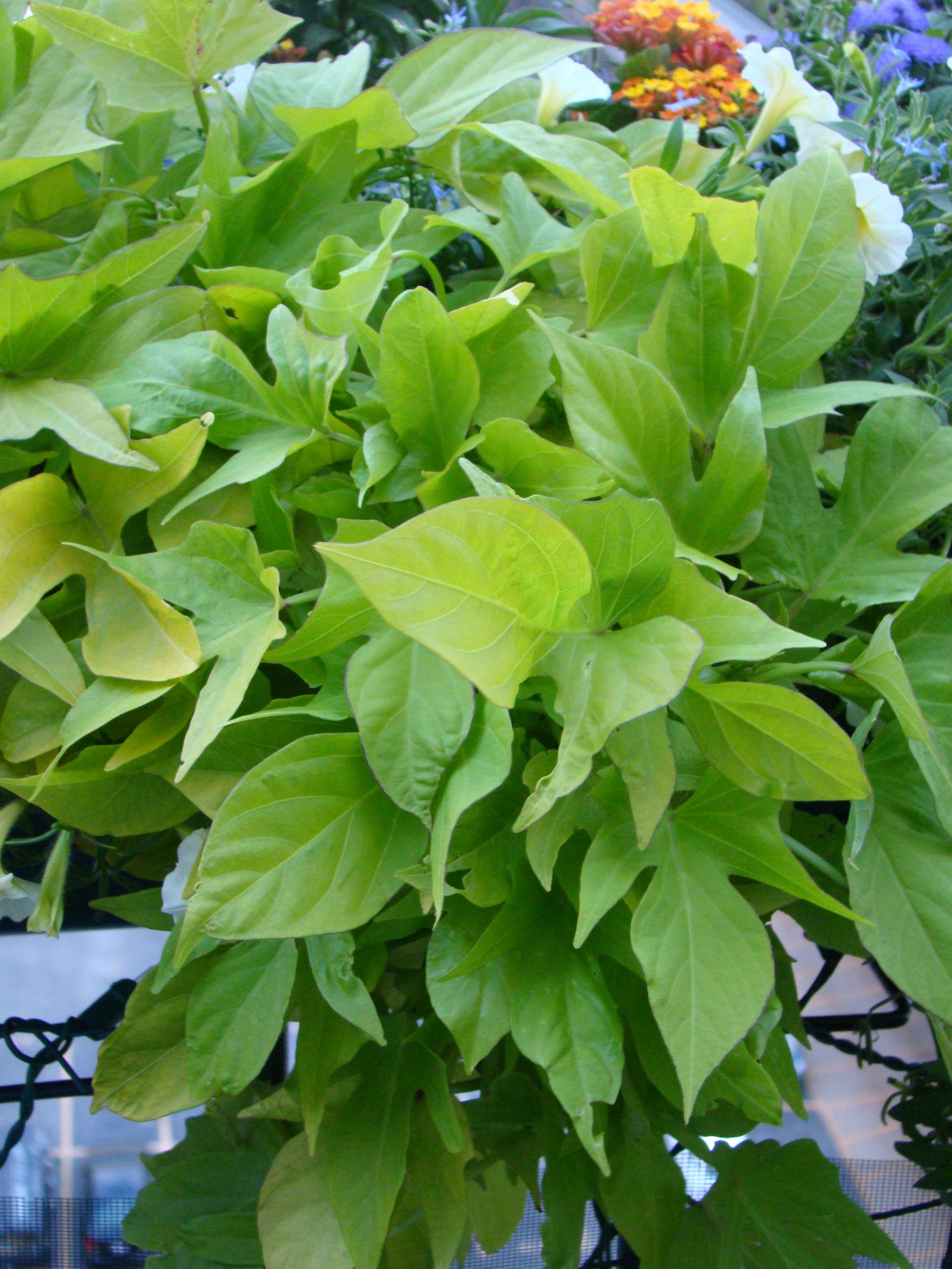 Sweet Potato Vine Plant
 A tale of two sweet potato vines – healthy growth inside