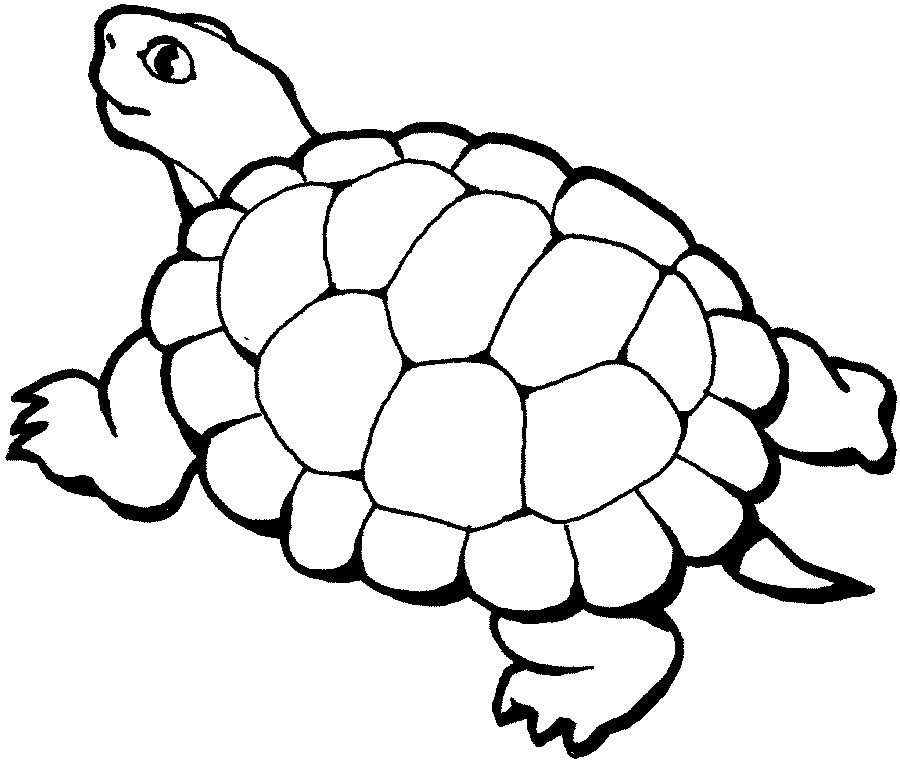 Turtle Coloring Pages For Kids
 Free Printable ANimal " Turtle " Coloring Pages