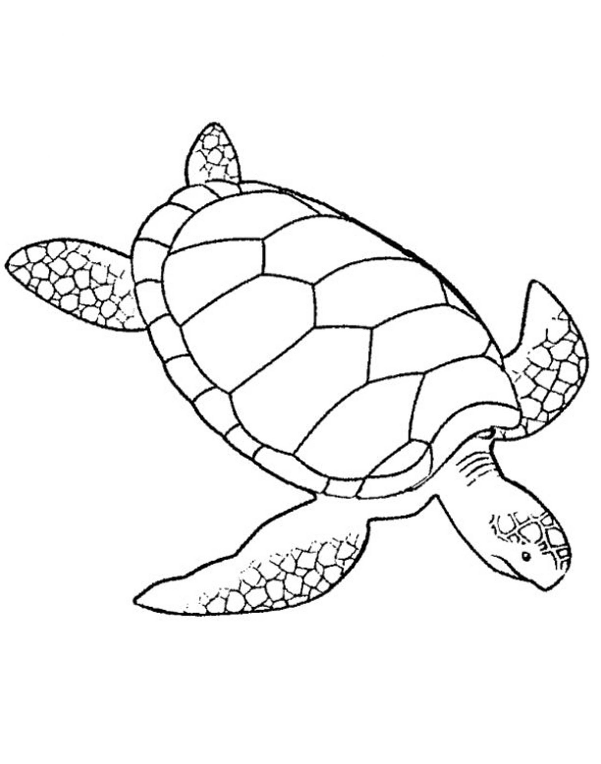Turtle Coloring Pages For Kids
 ADULT COLORING PAGES TURTLE Coloring Home