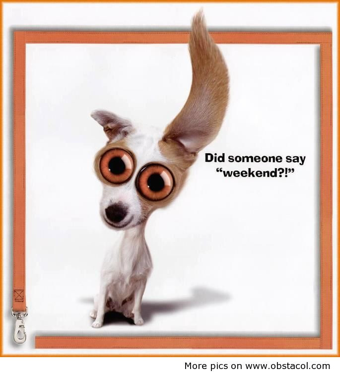 Weekend Funny Quotes
 Weekend Funny Quotes