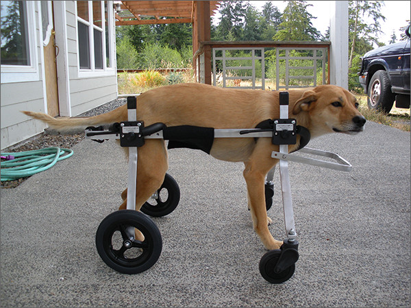 Wheelchair For Dogs DIY
 Full Support Dog Wheelchair by K9 Carts Custom Made in