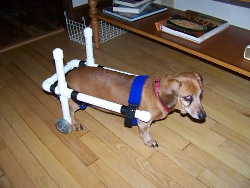 Wheelchair For Dogs DIY
 Small Dog Wheelchair Diy Goldenacresdogs