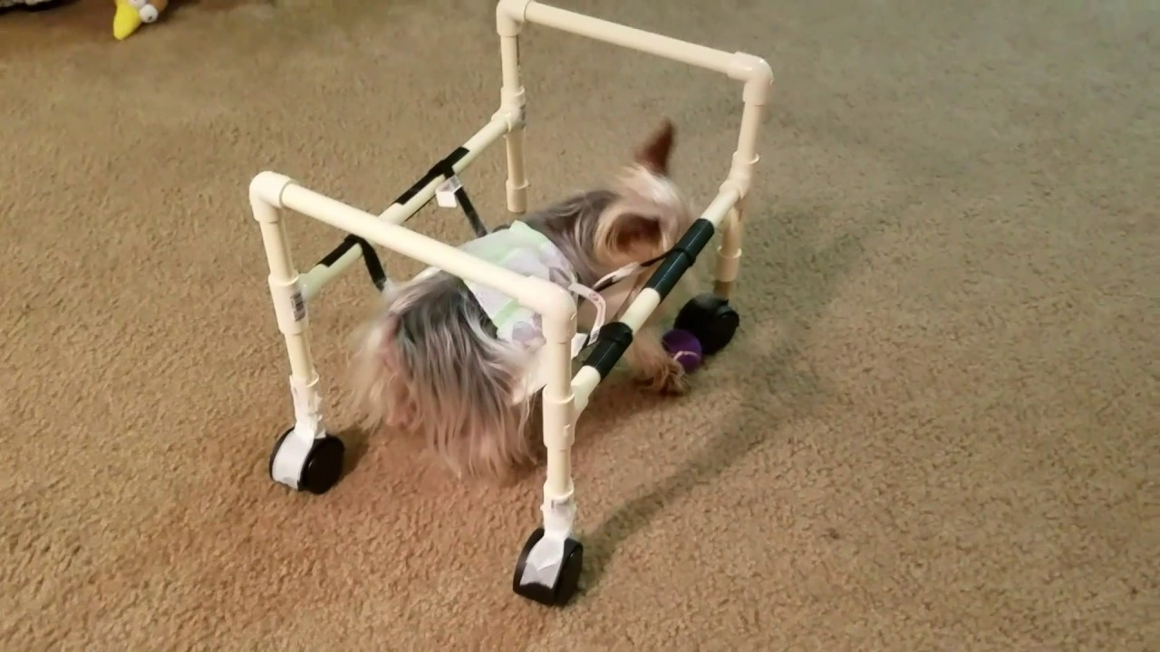 Wheelchair For Dogs DIY
 Homemade dog wheelchair