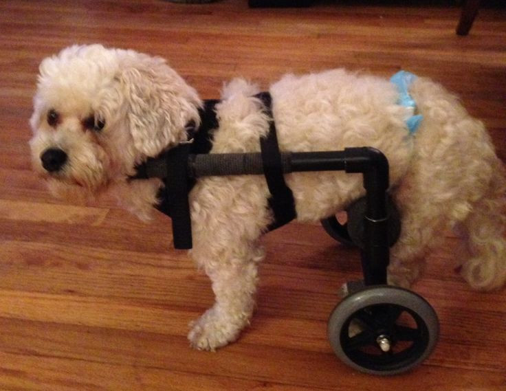Wheelchair For Dogs DIY
 How to Build a Wheelchair for Your Dog I need to maKe