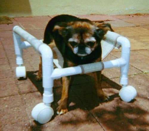 Wheelchair For Dogs DIY
 8 Dog DIY Wheelchair Plans Learn How to Build A Dog