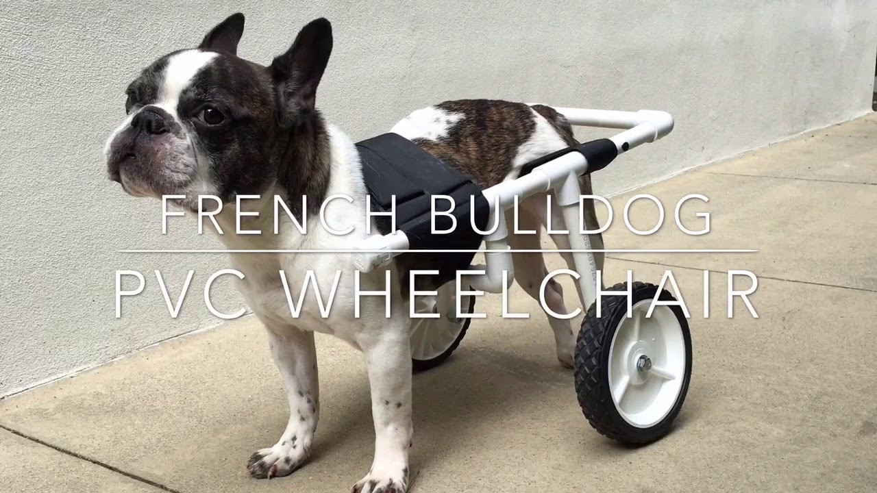 Wheelchair For Dogs DIY
 DIY French Bulldog PVC Dog Wheelchair