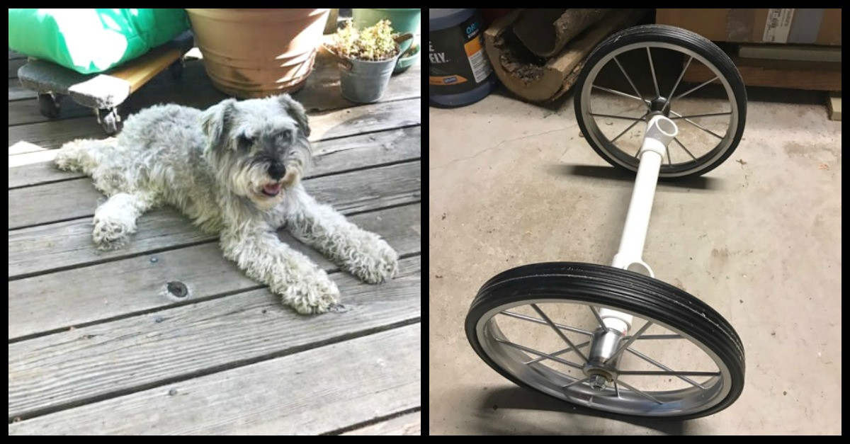 Wheelchair For Dogs DIY
 Owner Builds Paralyzed Dog DIY Wheelchair