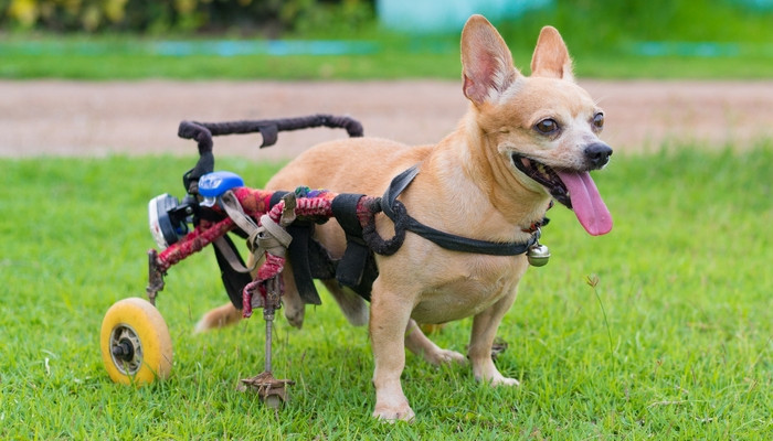 Wheelchair For Dogs DIY
 DIY Dog Wheelchair How to Make a Wheelchair for Dogs By