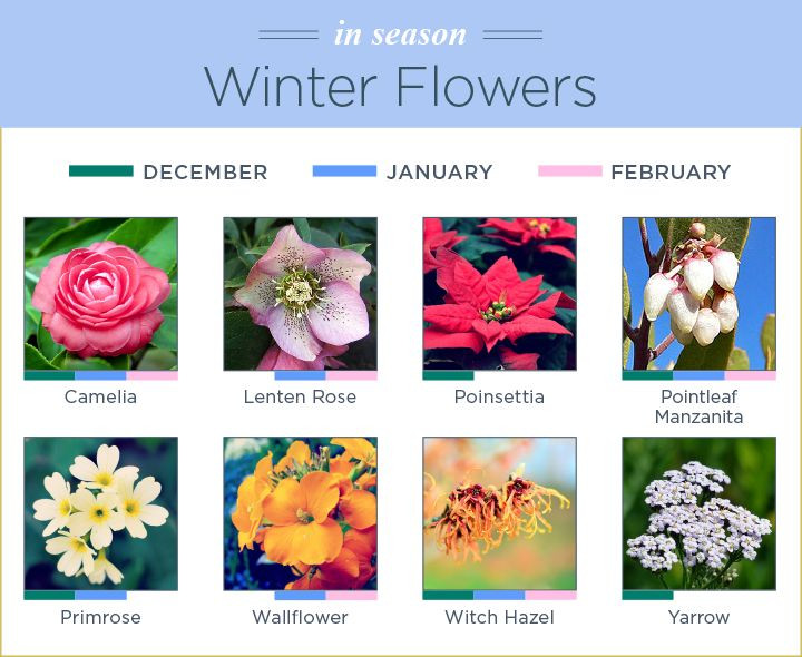 Winter Wedding Flowers In Season
 7 best Seasonal flowers by month images on Pinterest