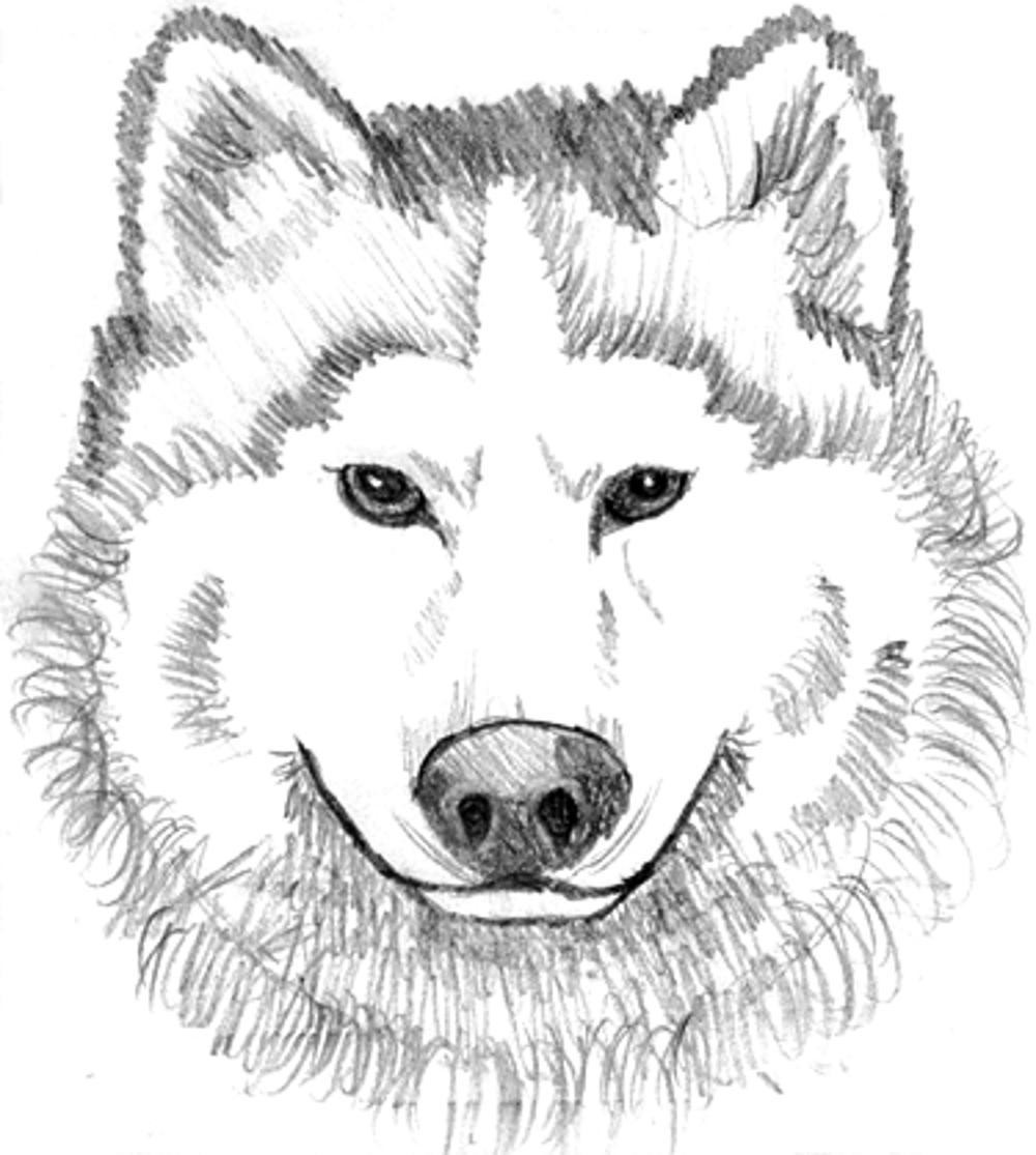 Wolf Coloring Pages For Kids
 Print & Download Wolf Coloring Pages Theme
