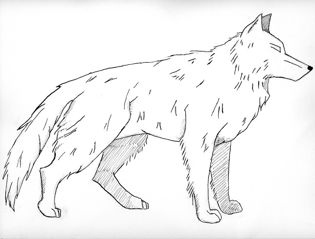 Wolf Coloring Pages For Kids
 Free Printable Wolf Coloring Pages For Kids