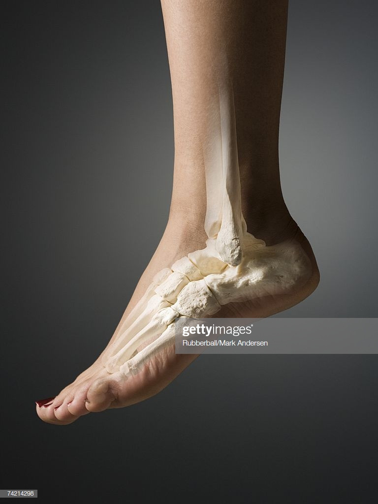 Anklet Photography
 Female Foot And Ankle With Bones Stock Getty