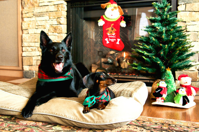 Christmas Gifts For Dogs
 Top 10 Cool Holiday Gifts For Dogs