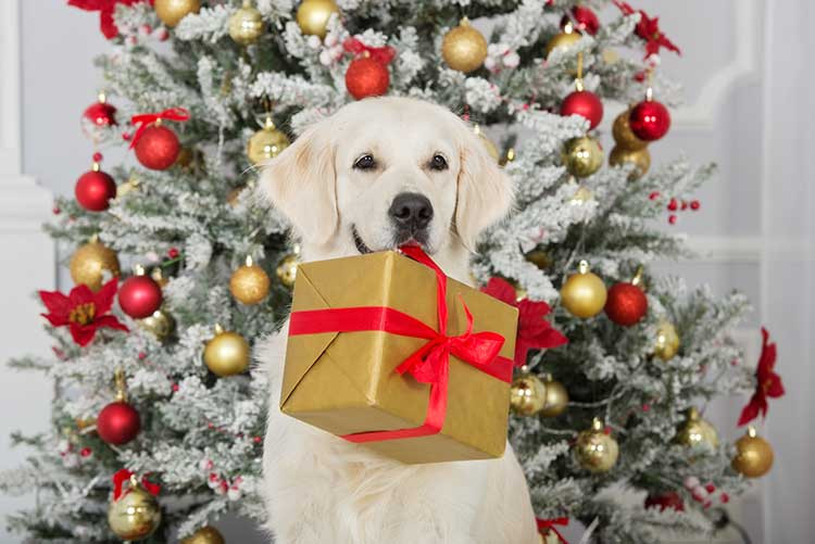 Christmas Gifts For Dogs
 Best Christmas Gifts For Dogs 2017