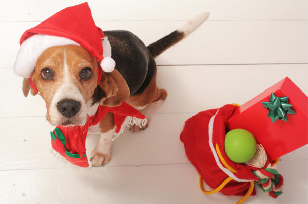 Christmas Gifts For Dogs
 How to keep your pets safe during the holidays