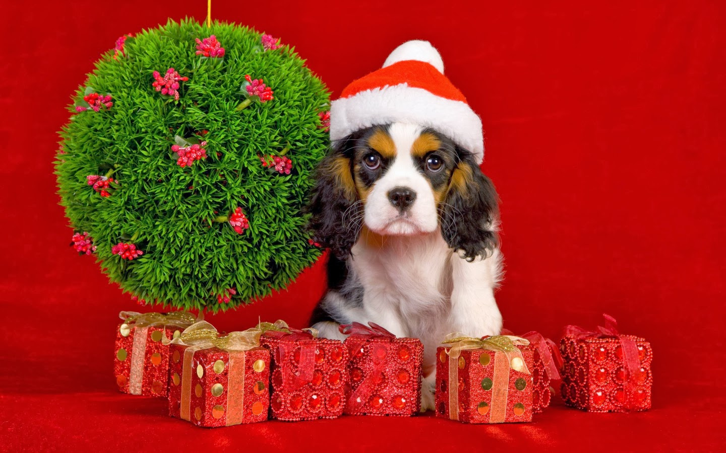 Christmas Gifts For Dogs
 Best Christmas Gift Ideas for your Dogs