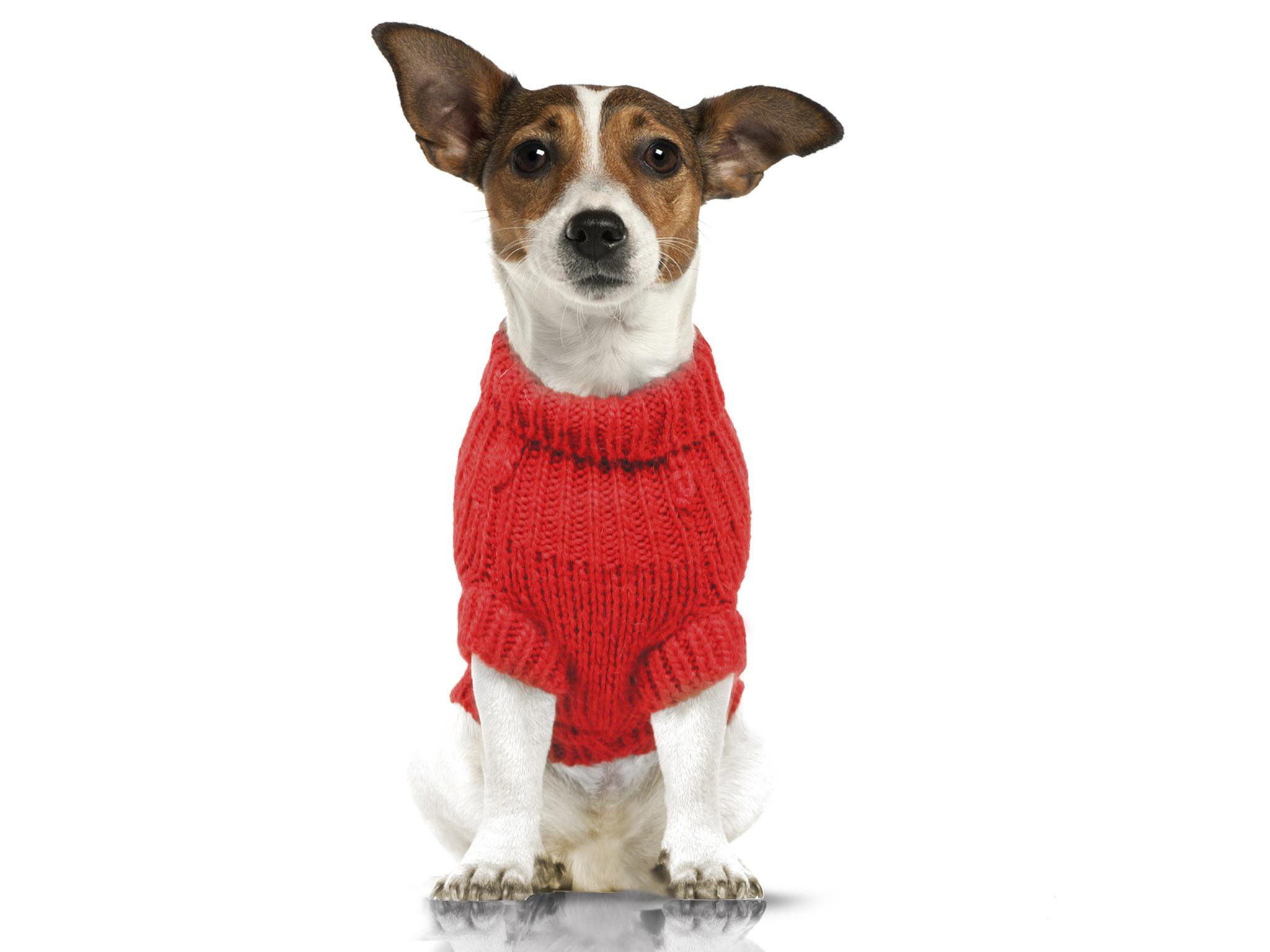 Christmas Gifts For Dogs
 14 best ts for dogs