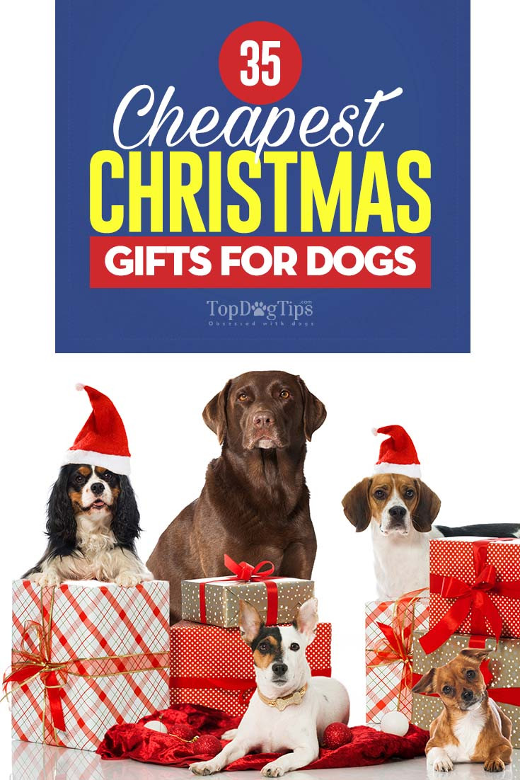 Christmas Gifts For Dogs
 34 Cheapest Christmas Gifts for Dogs That Won t Break Your