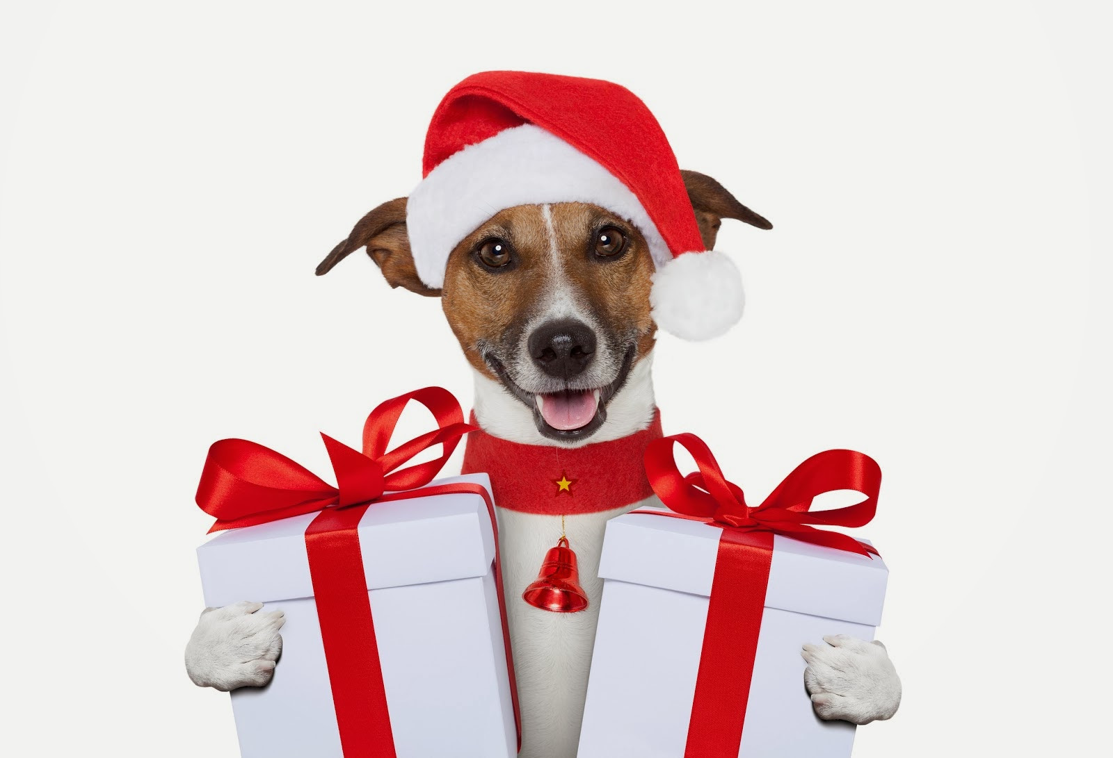 Christmas Gifts For Dogs
 All new wallpaper My Christmas t for dog lovers wallpaper
