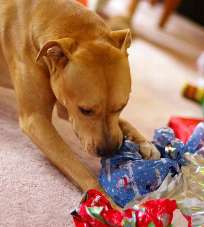 Christmas Gifts For Dogs
 Gift ideas for a pampered pet this holiday season