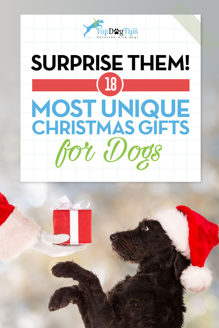 Christmas Gifts For Dogs
 17 Best Christmas Gift Ideas for Dogs That ll Surprise You