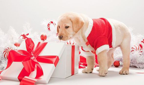 Christmas Gifts For Dogs
 Christmas ts for your pets dog crackers animal