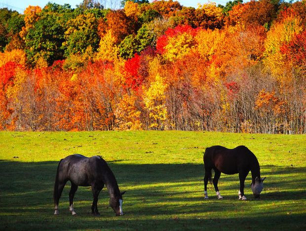 Fall Activities Nj
 Best of the season for N J fall foliage starting now