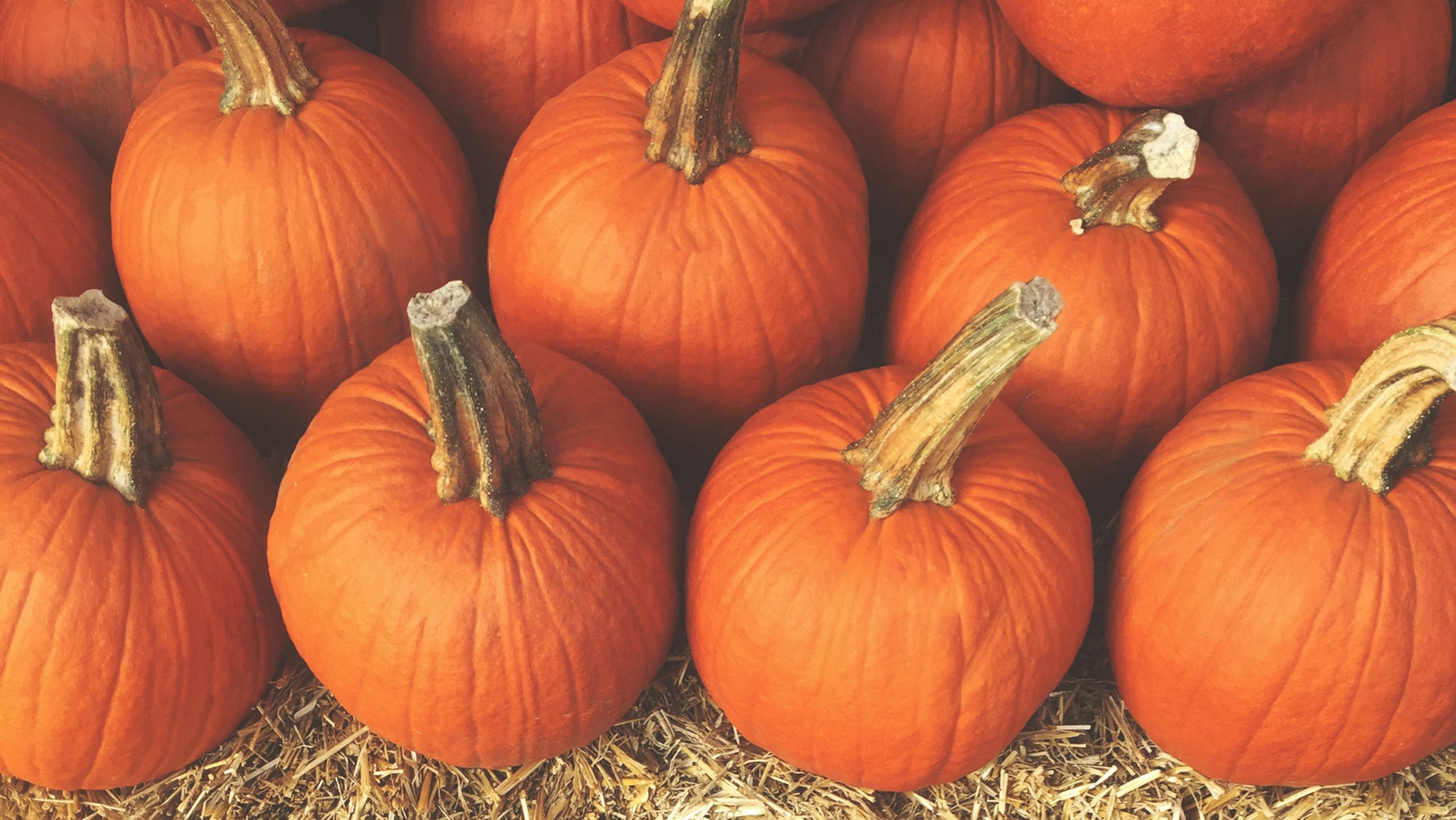 Fall Activities Nj
 Fall festivals in NJ South Jersey events include pumpkins