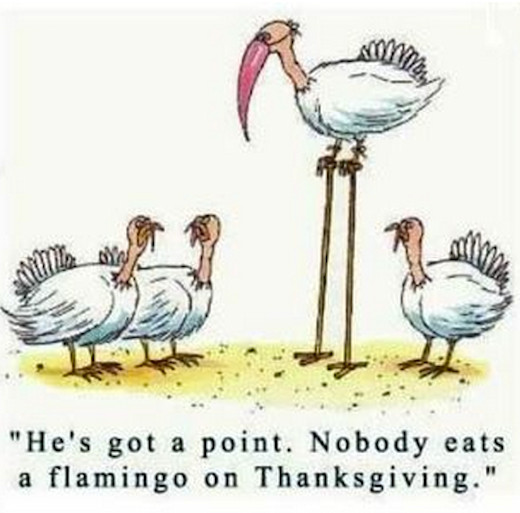 Happy Thanksgiving Funny Quotes
 Flamingo Thanksgiving s and for