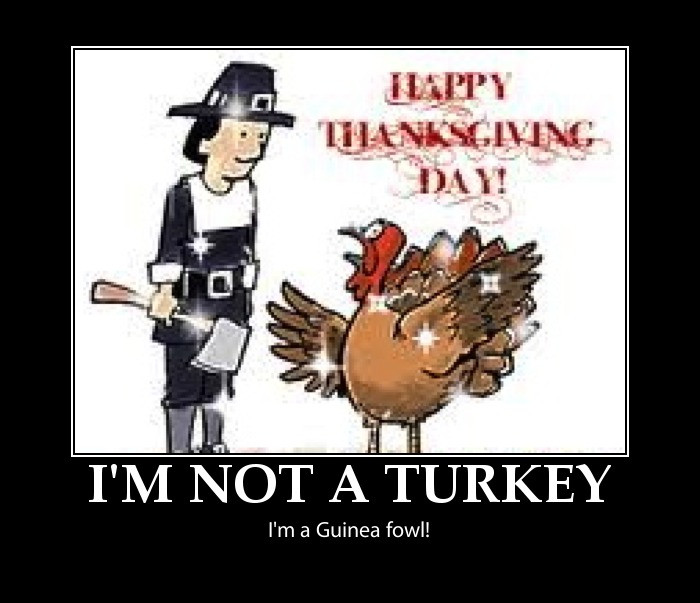 Happy Thanksgiving Funny Quotes
 Funny thanksgiving pictures happy thanksgiving pictures