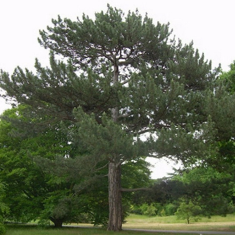 Pins Arbre
 Pin de Salzmann Pinus Nigra Salzmanii
