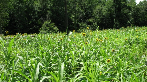 Spring And Summer Food Plots For Deer
 The Beauty & Benefits of the Summer Food Plot